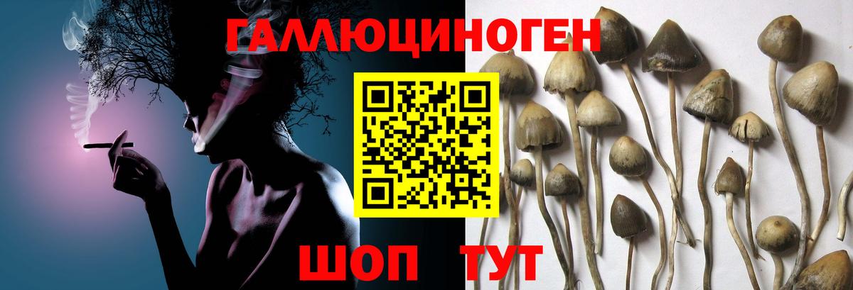 Тейково  Галлюциногенные грибы Magic Shrooms  Галлюциногенные грибы Psilocybine cubensis  Вход с VPN 